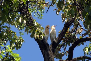 4-12-12 Egrets
