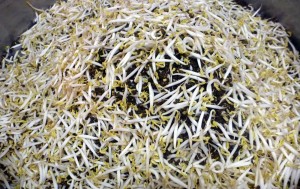 Bean sprouts