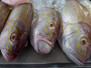 Fish with air sac.....Malaysians like to eat that too!