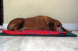 5-1-12 Our host dog, Taji