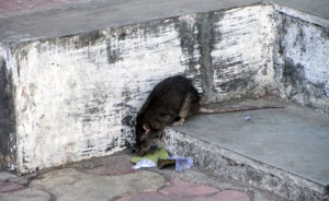 He gets your leftovers