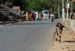 Road cow