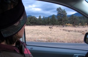 9-25-12 Elk at the window