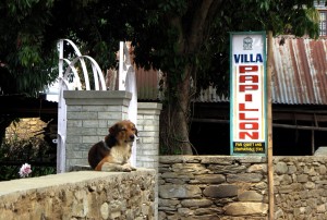 Ghost dog on the wall