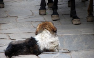 Dog holds his ground