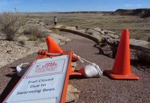 Karen ain't 'fraid of no bees