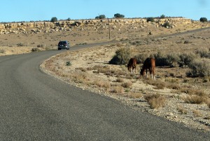 Roadside horses