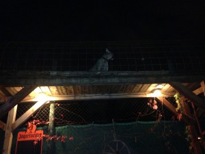 Imprisoned puma